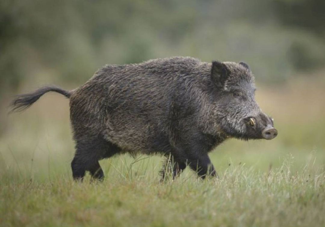 7IQ6CSMVPFLLVIORWW3WSSDY3E