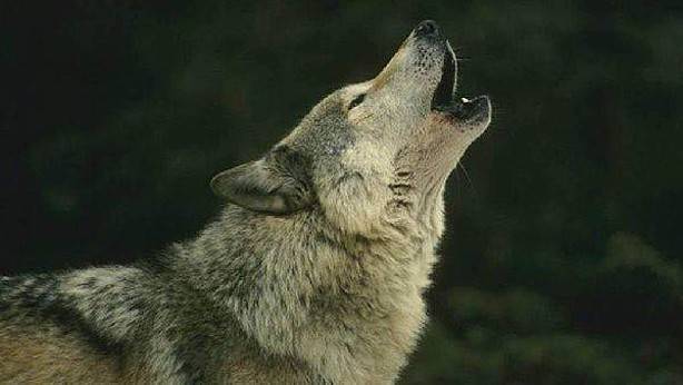 ENBA muestra su temor ante la posible inclusión del Lobo en el Catálogo de Especies Amenazadas