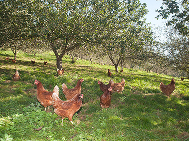 gallinas